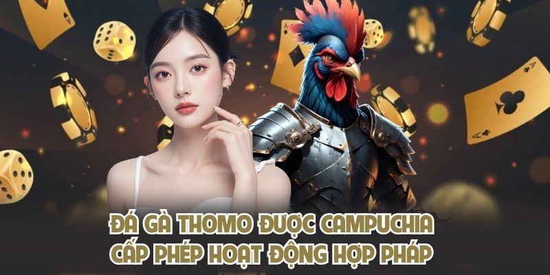 Đá gà Thomo được Campuchia cấp phép hoạt động hợp pháp